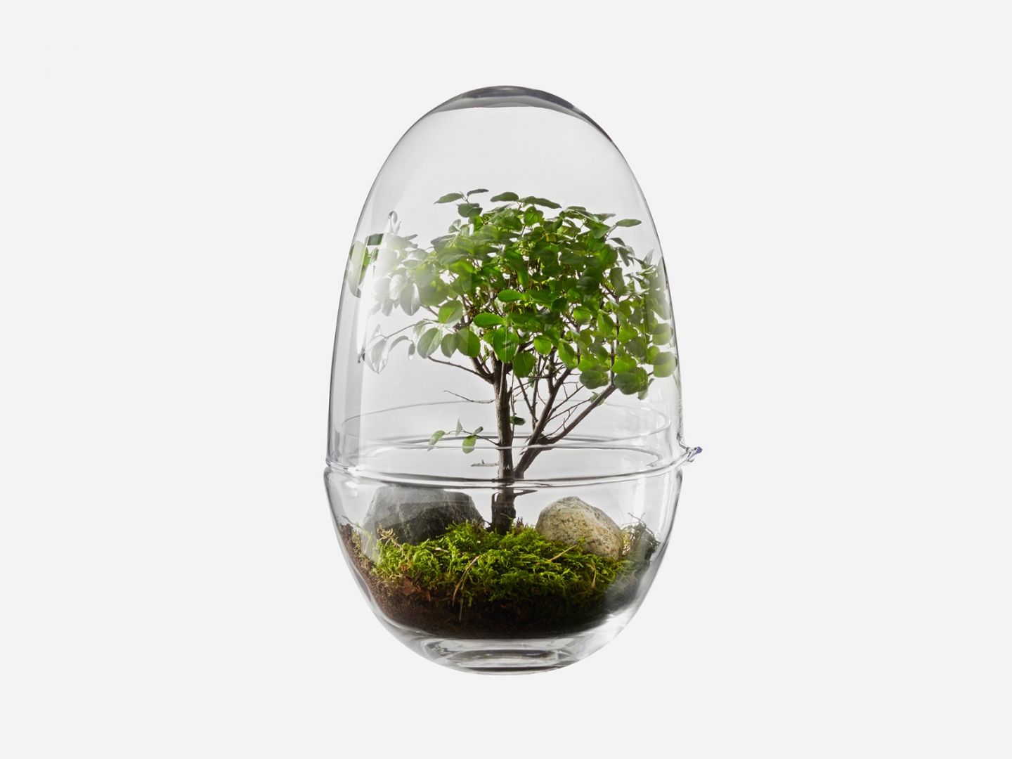 Design House Stockholm -Grow- glasägg - 16