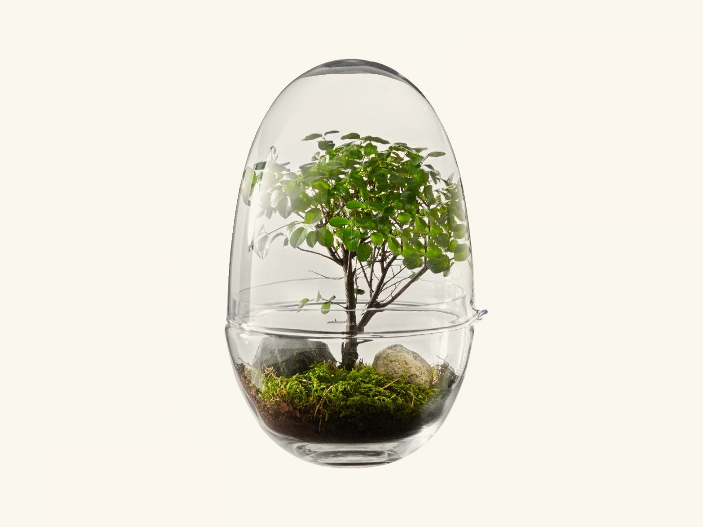 Design House Stockholm -Grow- glasägg - 10