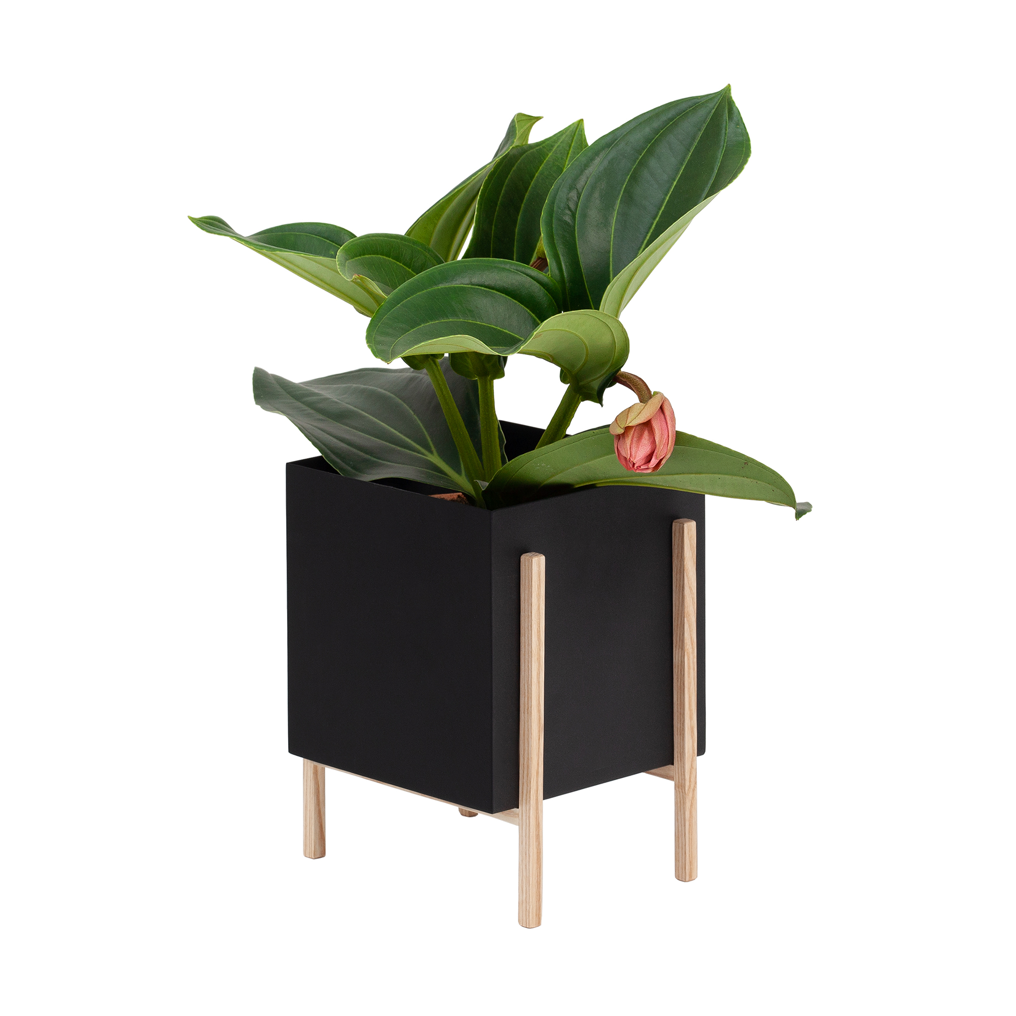 Design House Stockholm -Botanic pot ,2 storlekar - 3