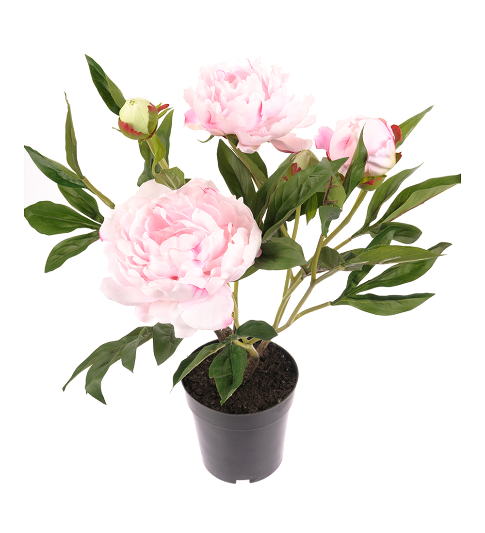 Pion / Rosa / Kruka