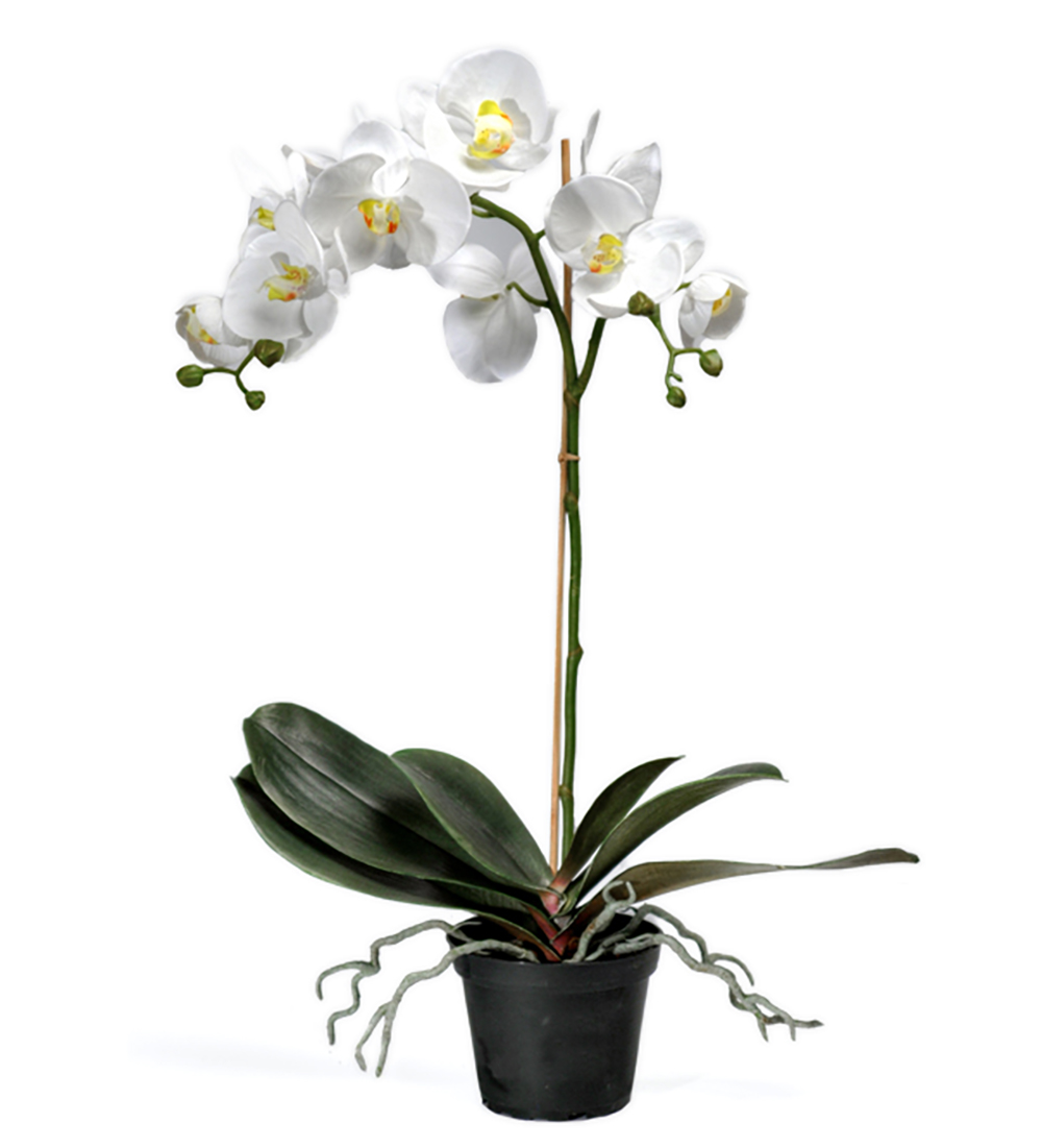 Orkidé / Phalaenopsis / Kruka