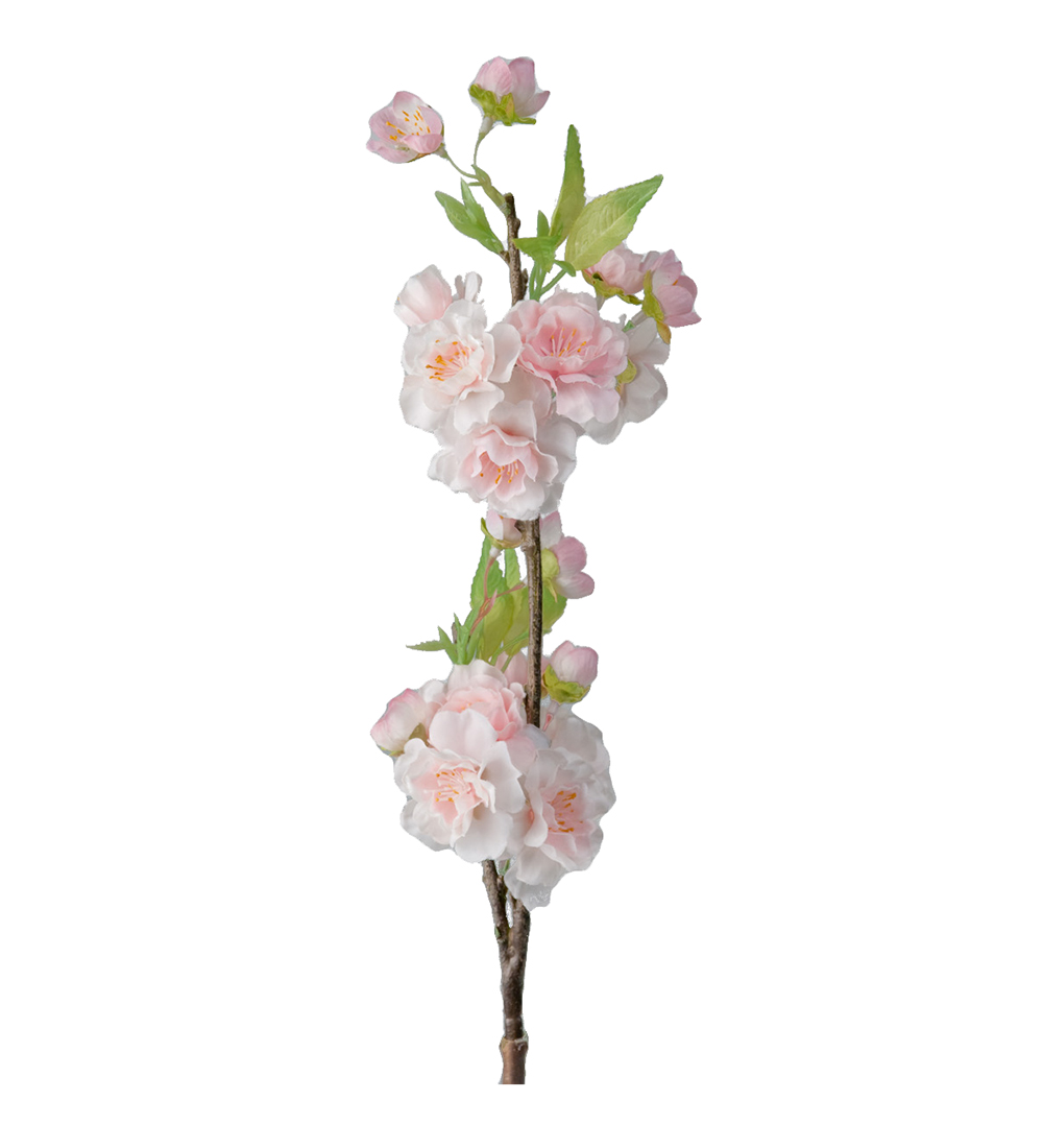 Körsbärsblom / Rosa