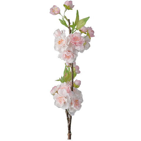 Körsbärsblom / Rosa