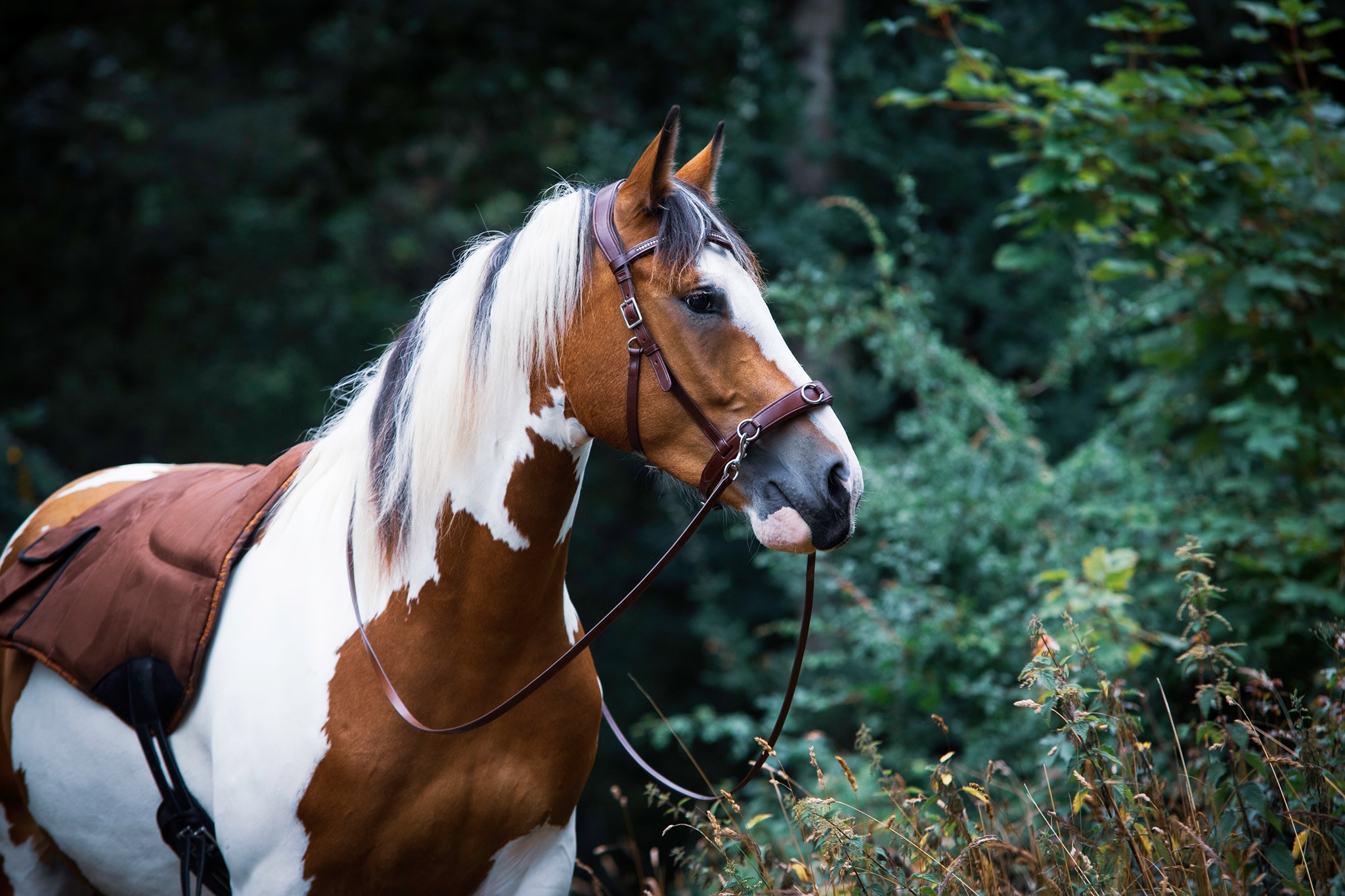 F.R.A® Wendy Riding Cavesson (incl. reins)  - 3