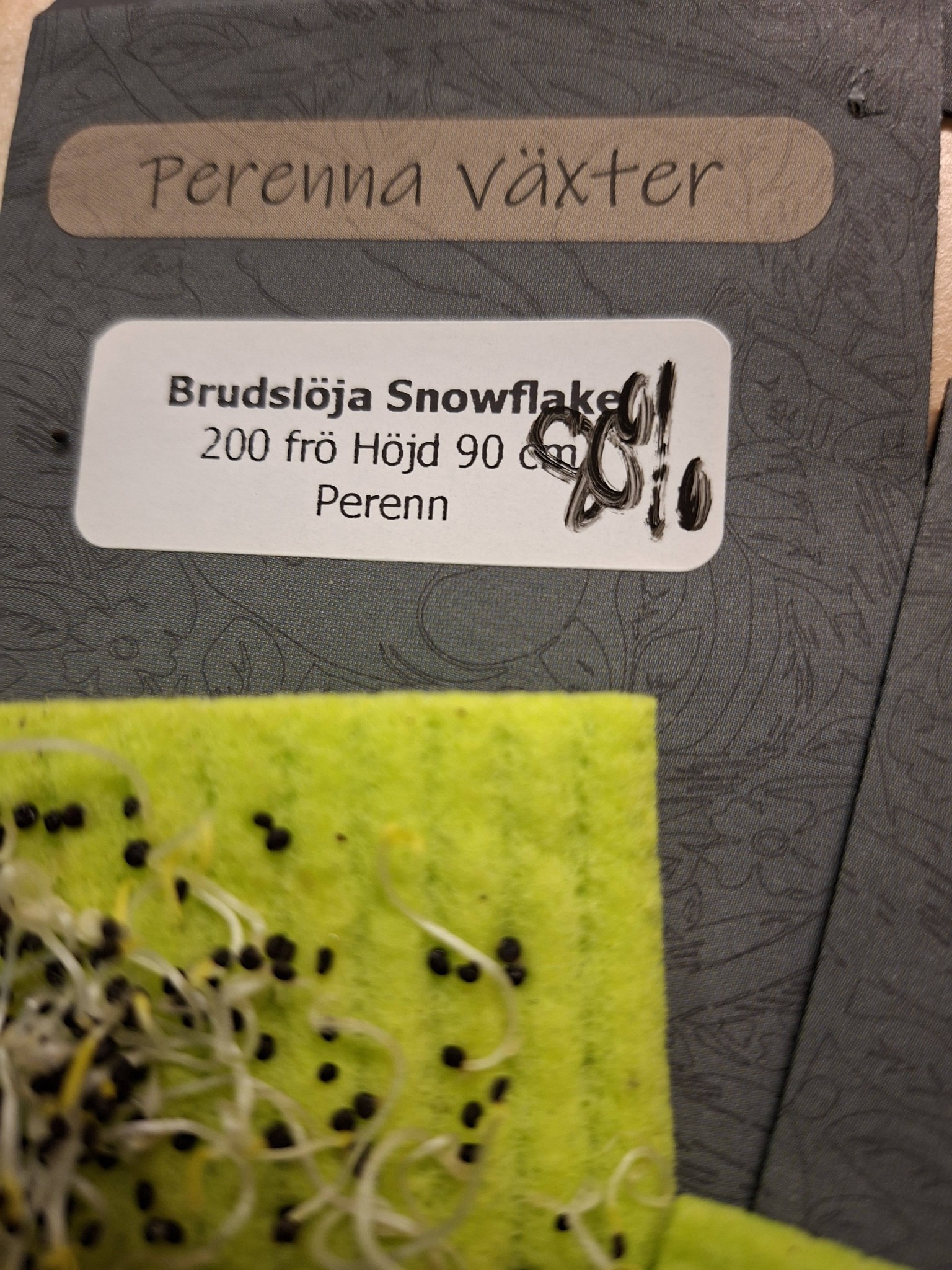 Brudslöja Snowflake 200 frö - 2
