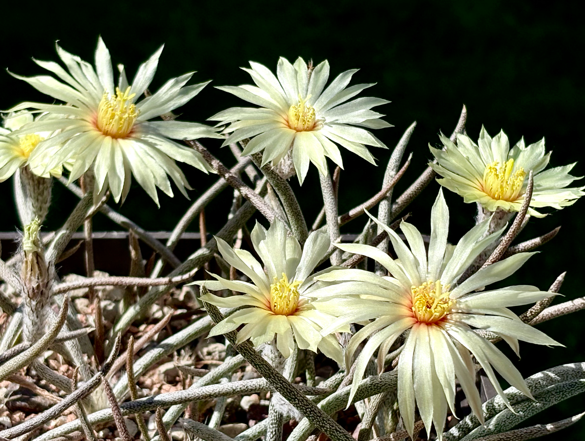 Astrophytum caput-medusae PP 1569 (El Herrero, Tamaulipas, Mex) - 2