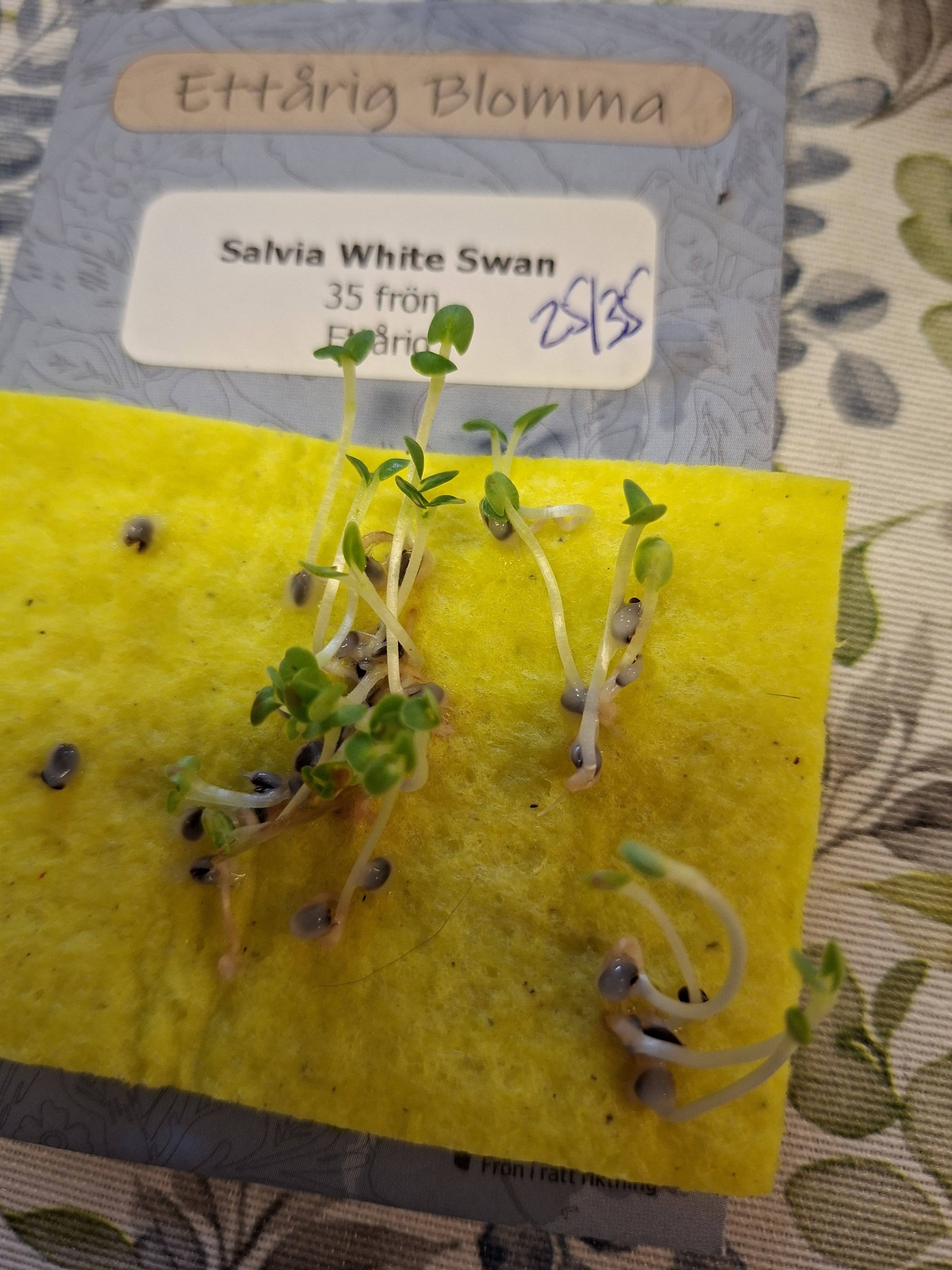 Solhatt/ Rudbeckia White Swan 50 frö - 2