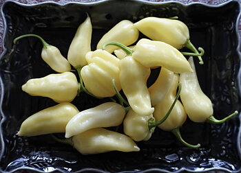 Bhut Jolokia White