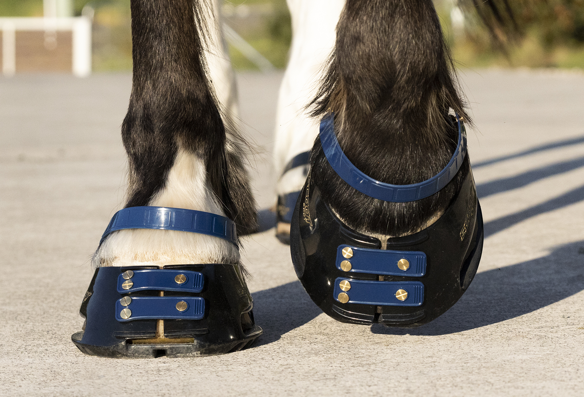 Scootboot  Pastern Strap - 2-pack - 3