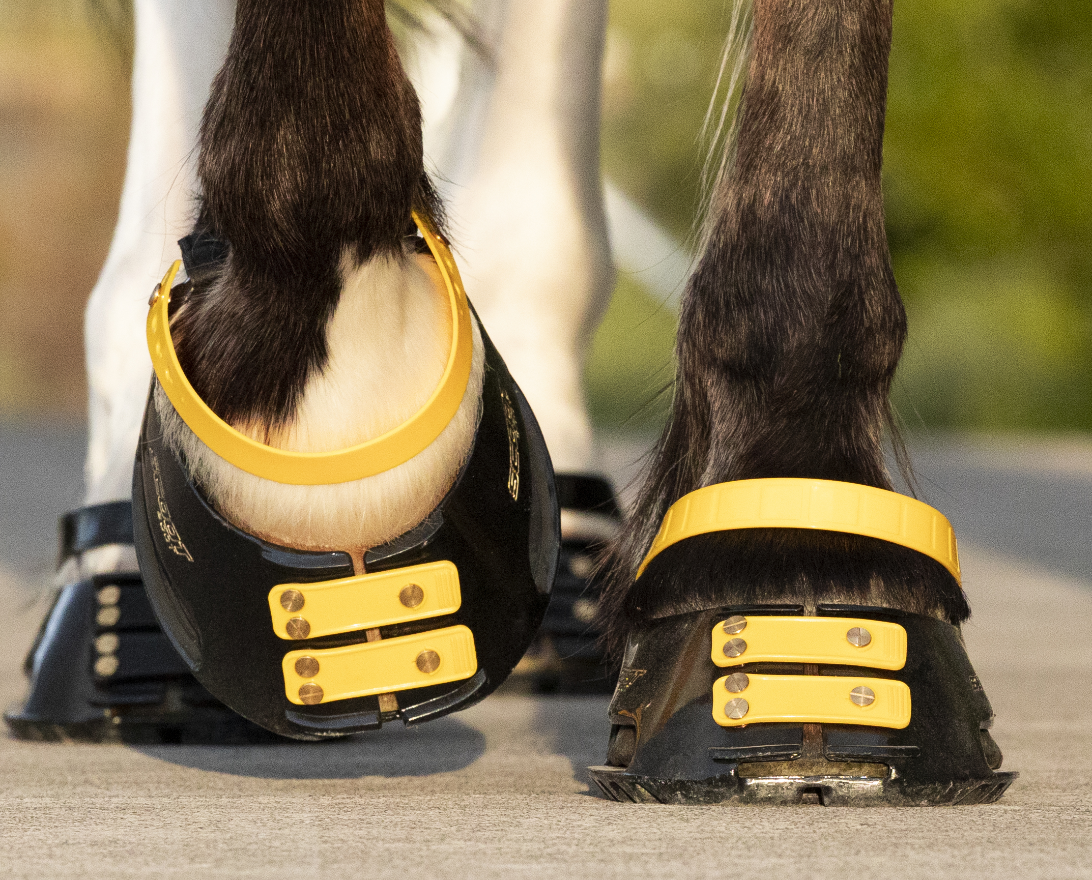 Scootboot  Pastern Strap - 2-pack - 6