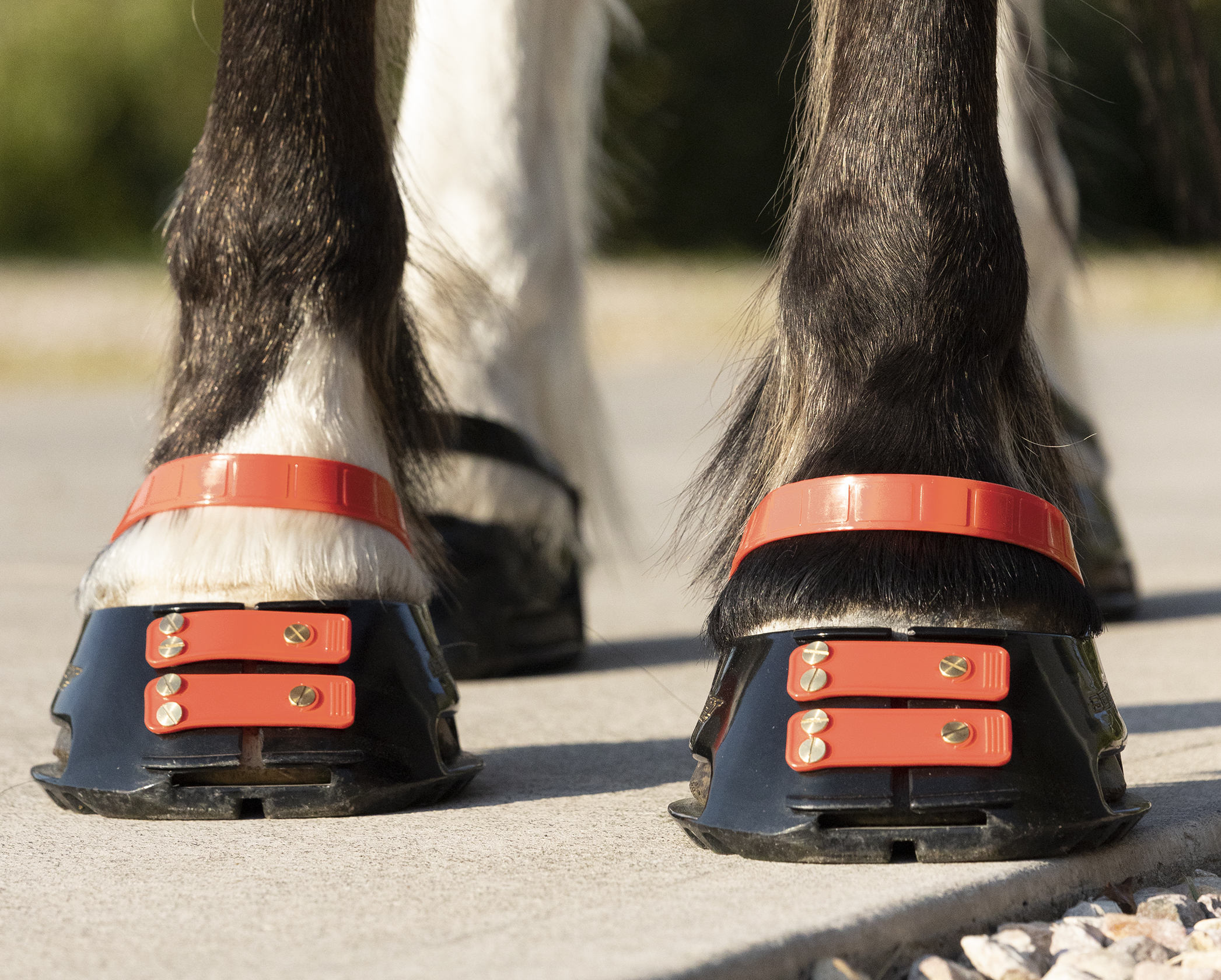 Scootboot  Pastern Strap - 2-pack - 8