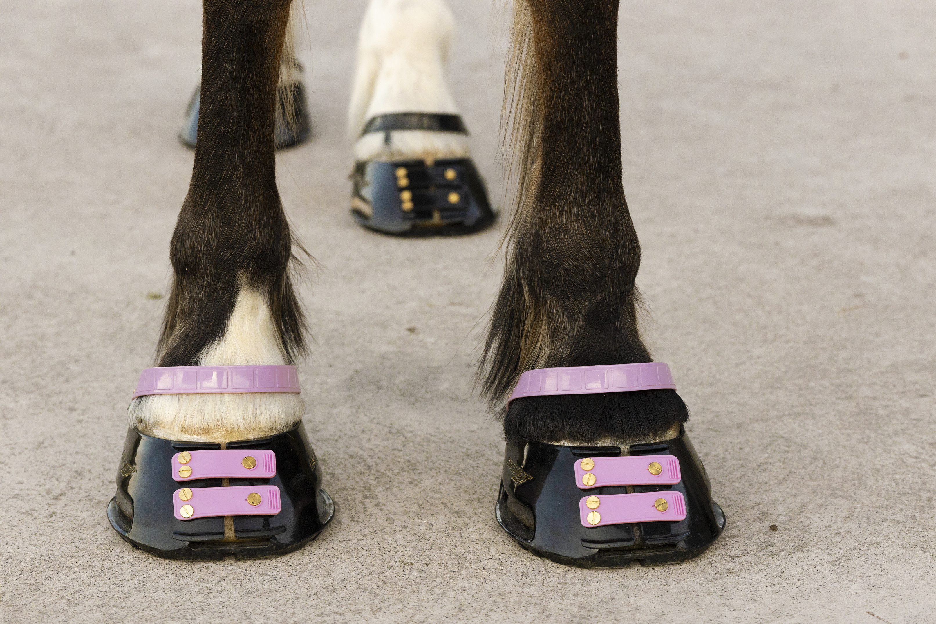 Scootboot  Pastern Strap - 2-pack - 5