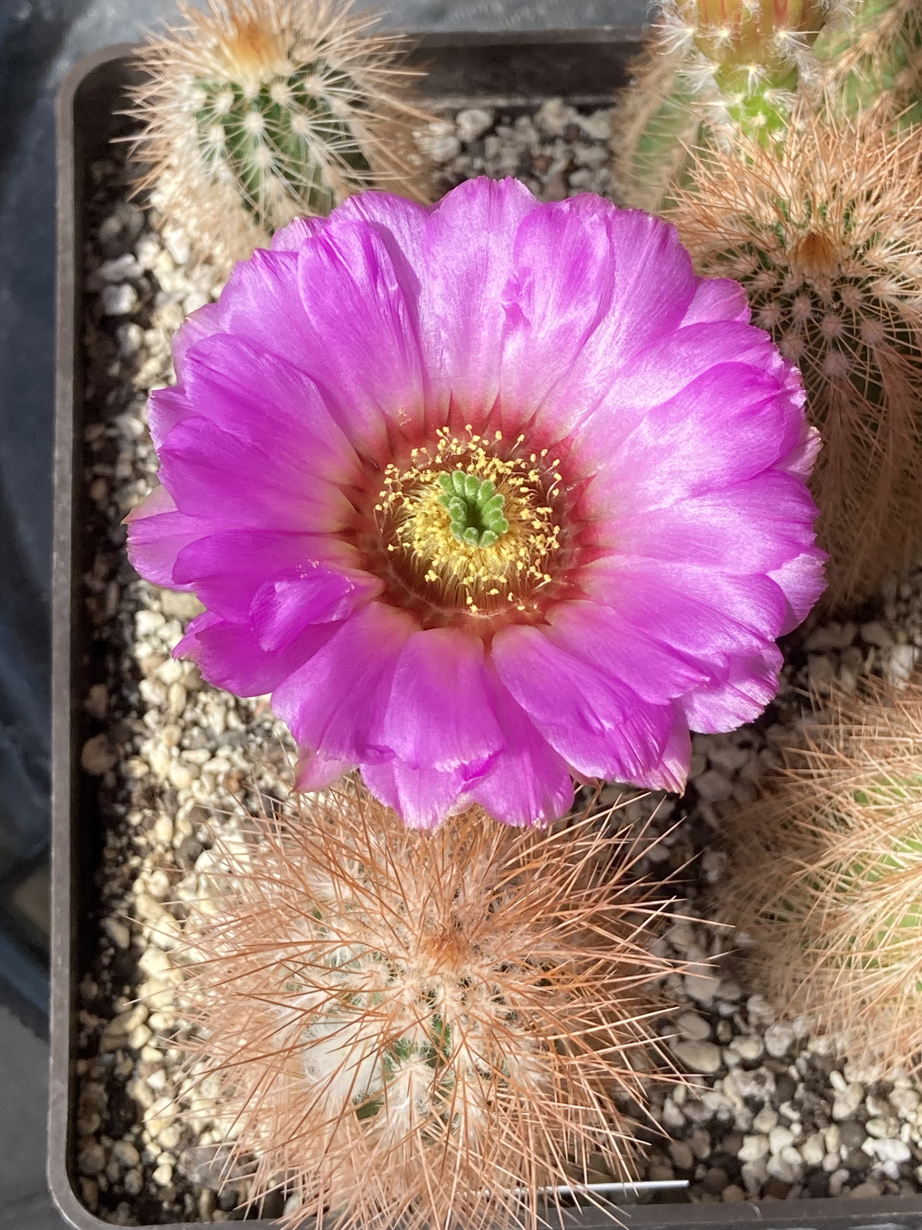 SuccSeed - Echinocereus reichenbachii ssp. baileyi JRT 219 (Granite, Greer  Co, OK)