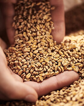 Floor Malted Bohemian Wheat (Weyermann®), whole, 25 kg