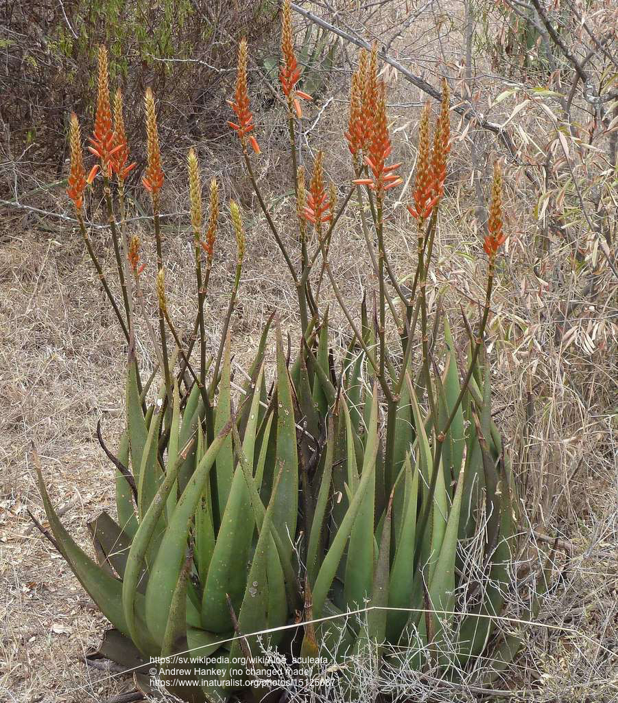 aloe for face Aloe Vera Face Wash - Face Wash for Hydrating Skin main image 0