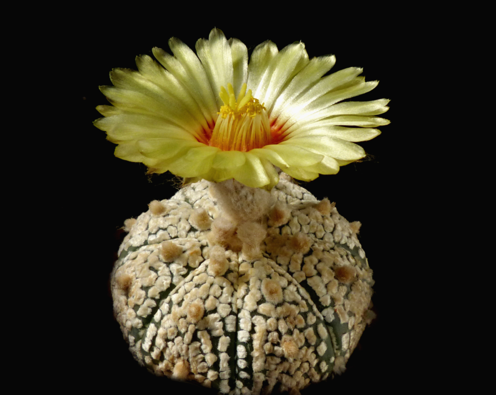 Astrophytum asterias cv. Superkabuto