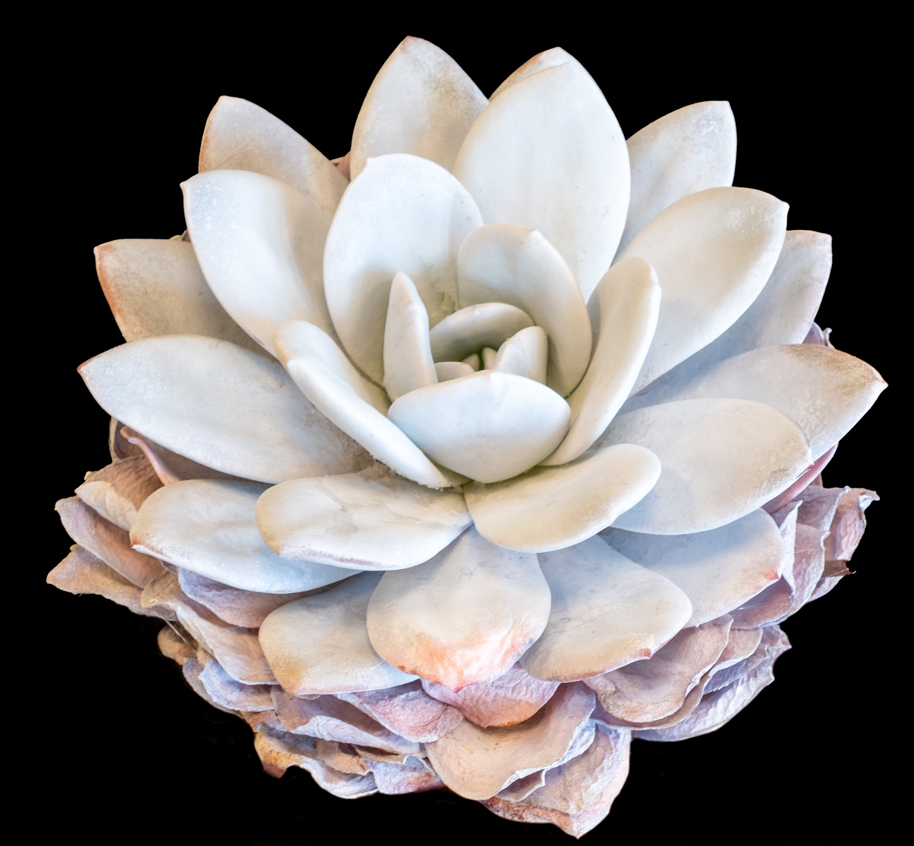 Echeveria laui - 2