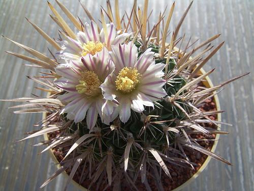 Stenocactus erectocentrus GL 89-3 (Aramberri, NL) - 2