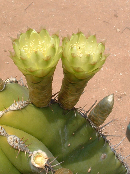 Escontria chiotilla
