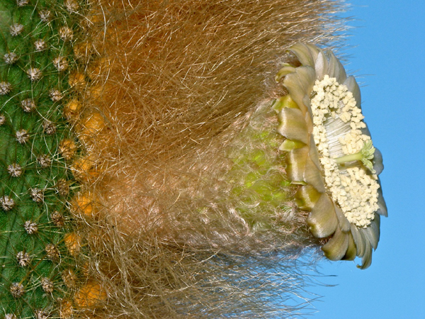 Espostoa guentheri (Vatricania) - 3