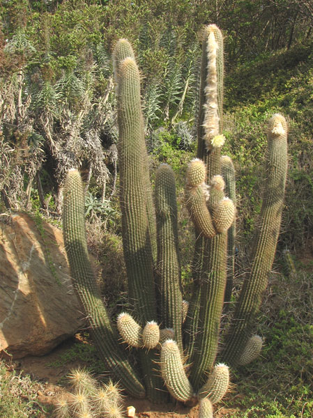 Espostoa ritterii