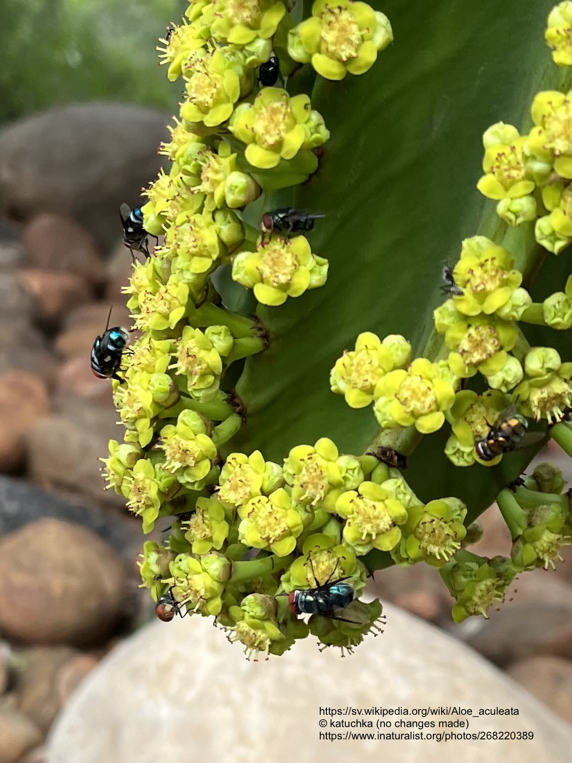 Euphorbia cooperi - 2
