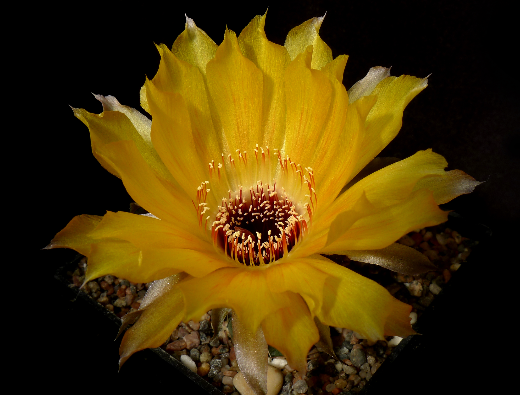 Lobivia chrysantha MN 105 (Las Cuevas, 3450-3950m, Arg)