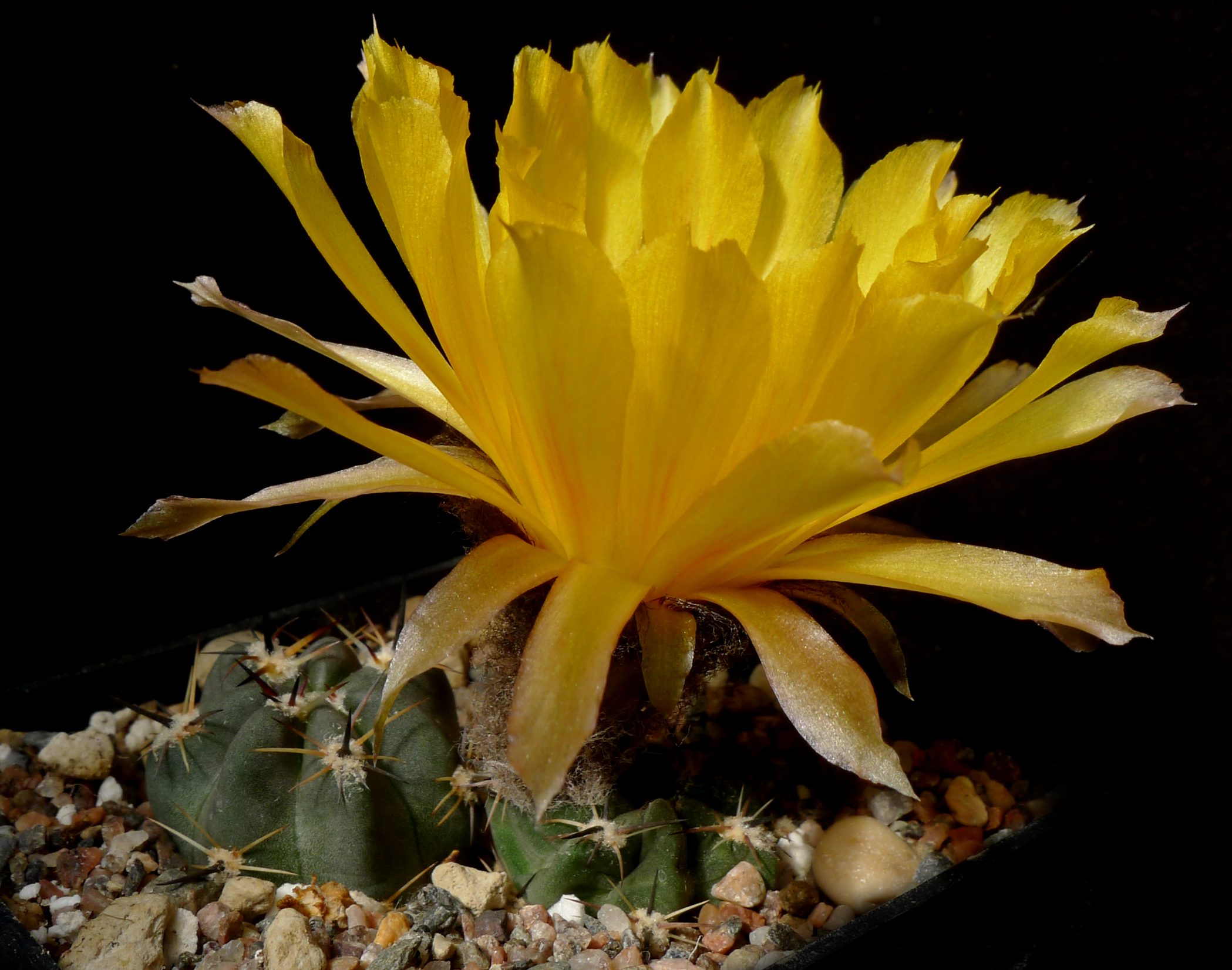 Lobivia chrysantha MN 105 (Las Cuevas, 3450-3950m, Arg) - 2