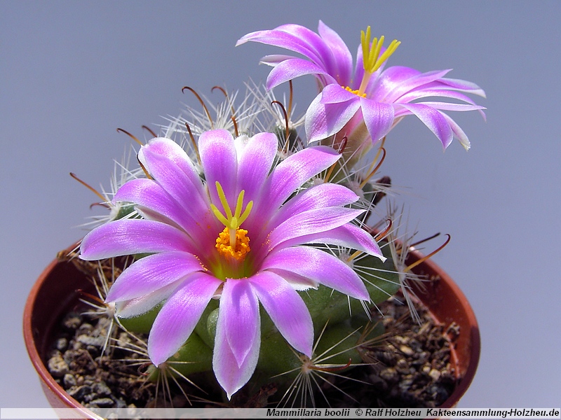 SuccSeed - Mammillaria boolii