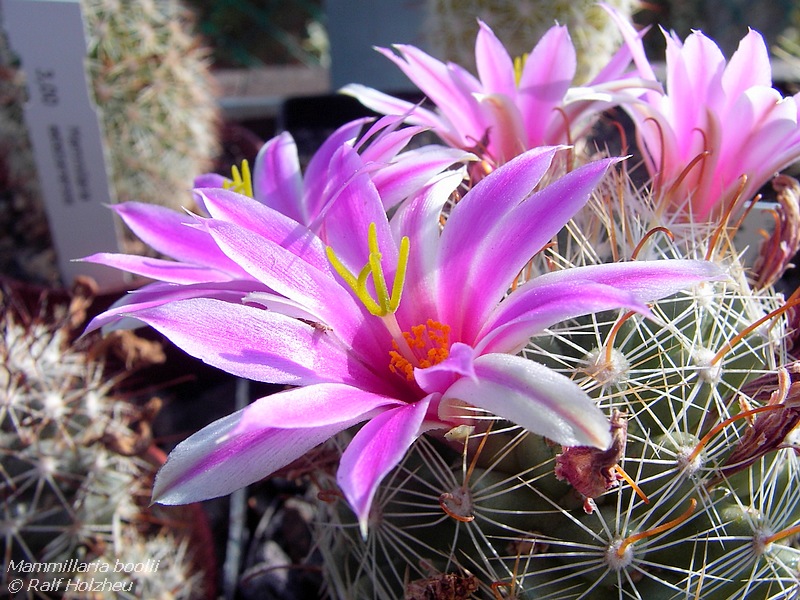 SuccSeed - Mammillaria boolii