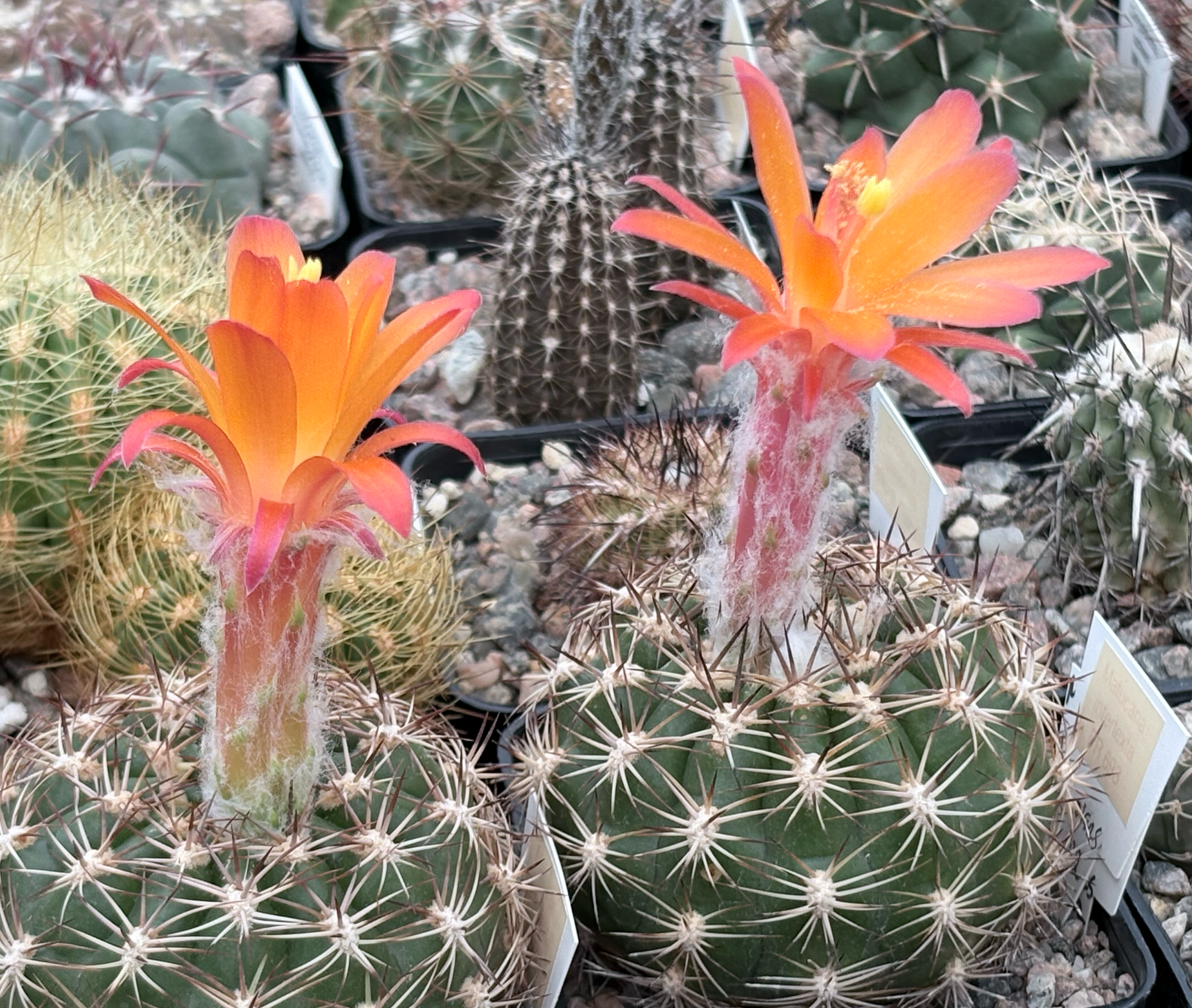 Matucana intertexta FR 693