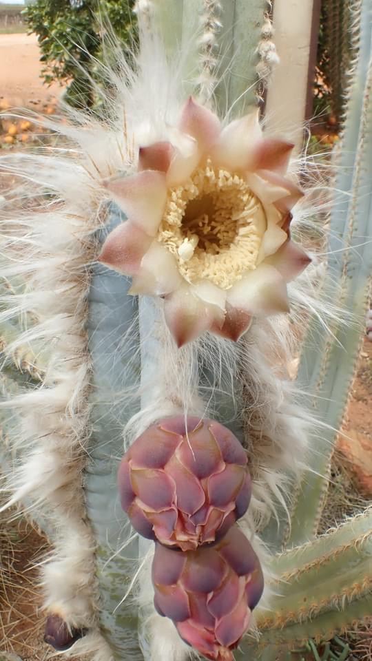 Pilosocereus pachycladus