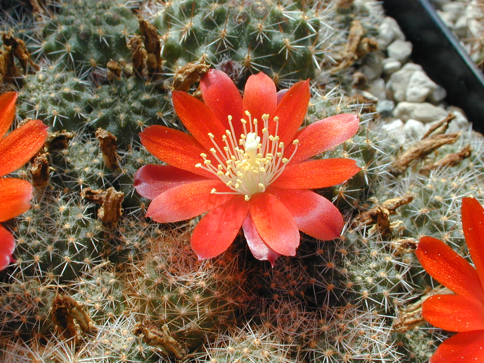Rebutia pseudominuscula MN 21 (Escoipe, 2400-2500m, Arg)