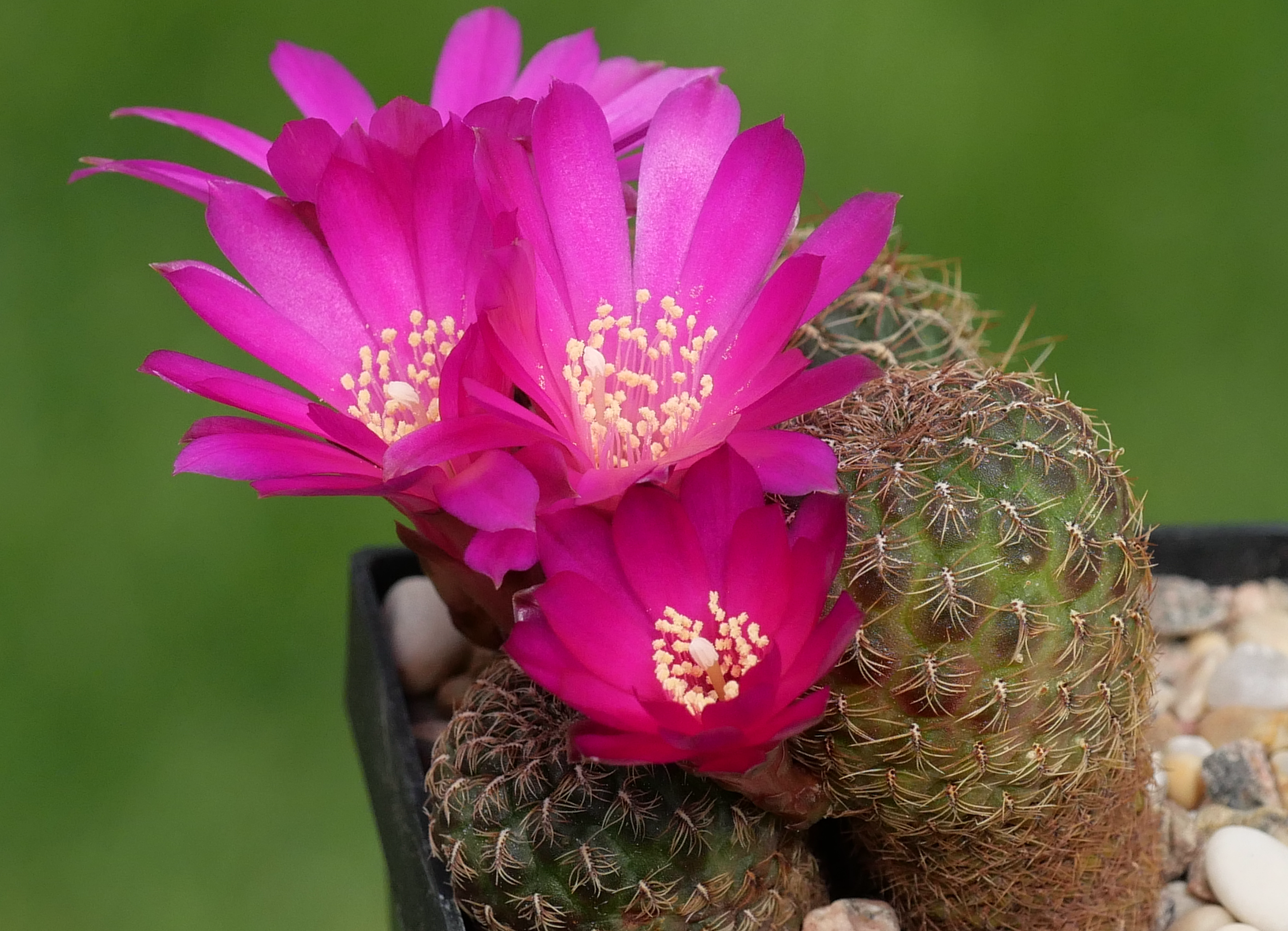 Sulcorebutia spec. JK 321 (Sacani, Bol)