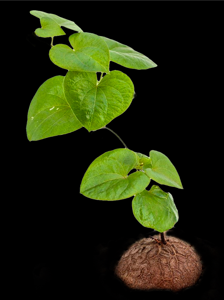 Testudinaria elephantipens (Dioscorea)