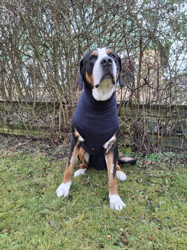 Medicinsk body hund MPS - Medical Pet Shirt  - 3