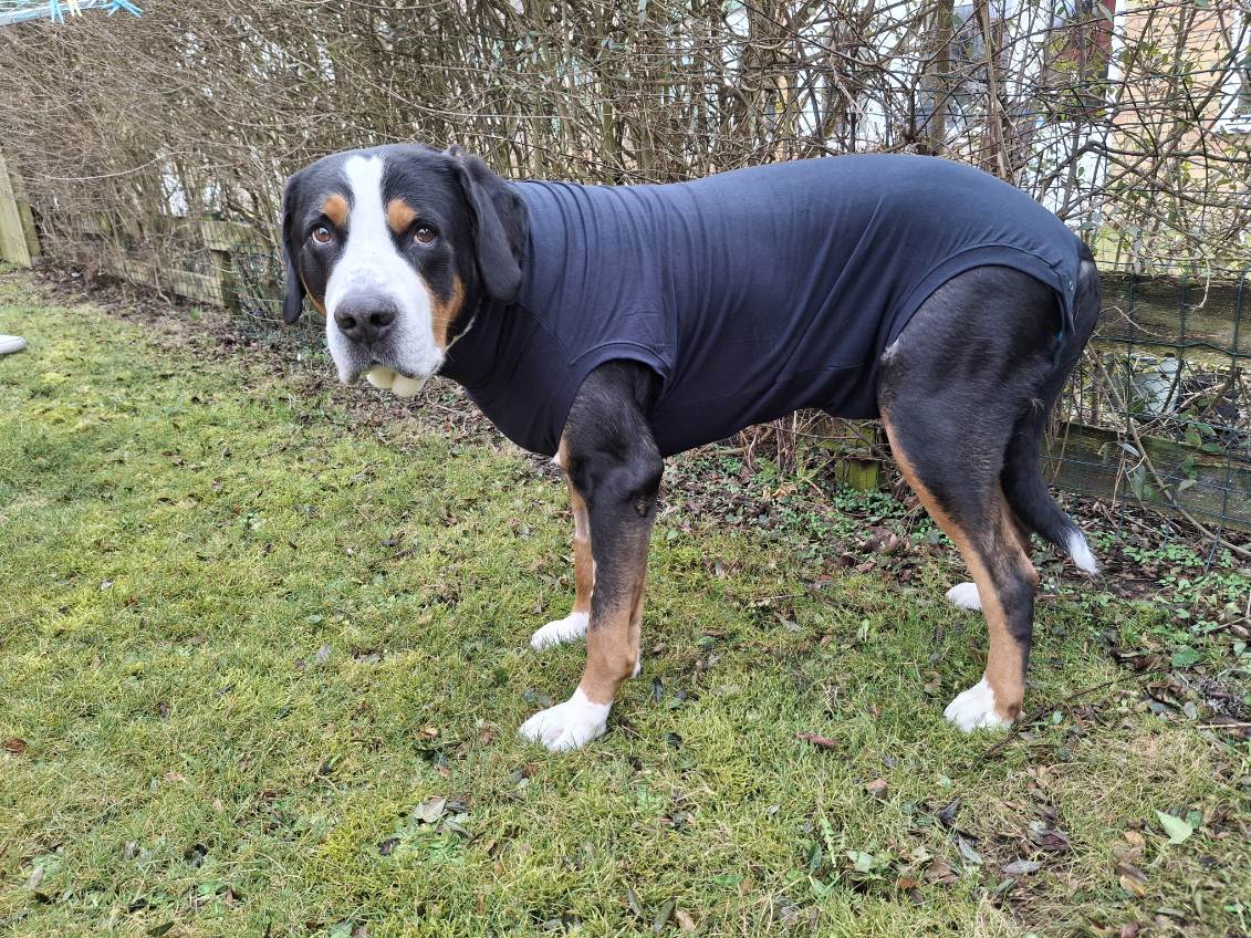 Medicinsk body hund MPS - Medical Pet Shirt  - 8