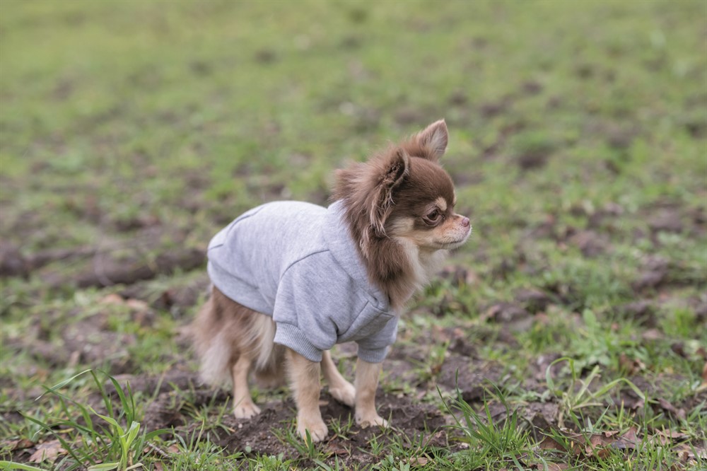 Trixie Hundtröja Rainbow Falls Hoodie X-Small 30cm Ljusgrå - 5