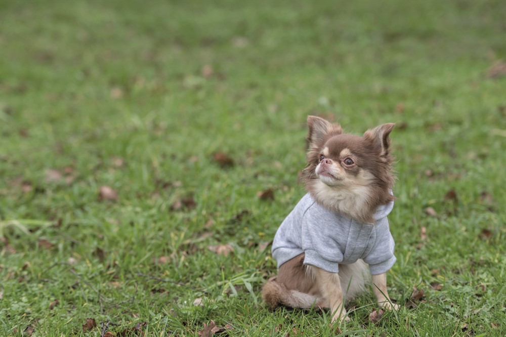 Trixie Hundtröja Rainbow Falls Hoodie X-Small 30cm Ljusgrå - 7