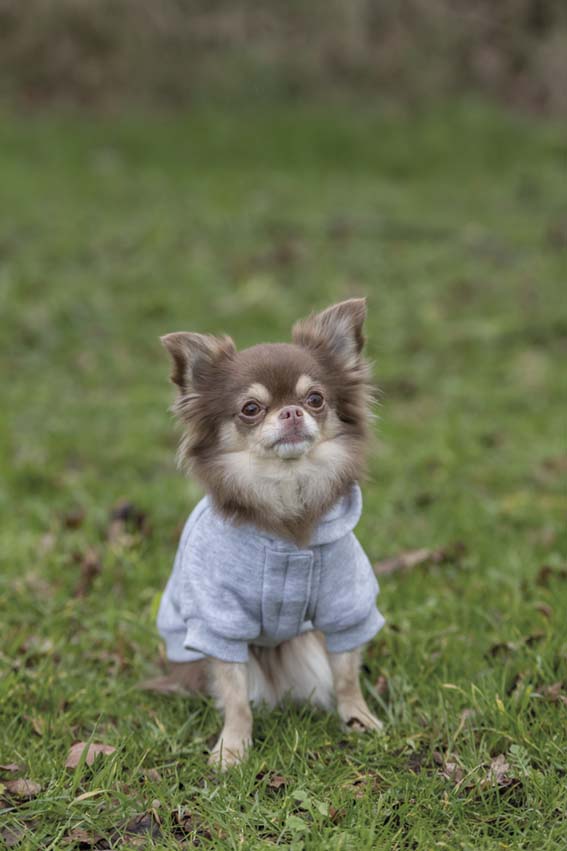Trixie Hundtröja Rainbow Falls Hoodie X-Small 30cm Ljusgrå - 3
