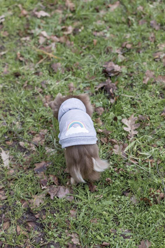 Trixie Hundtröja Rainbow Falls Hoodie X-Small 30cm Ljusgrå - 4