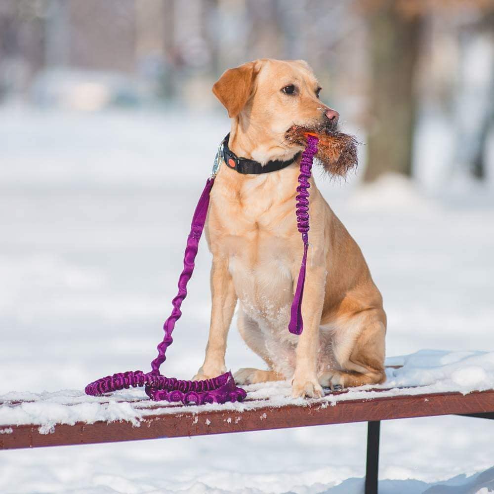 Full Bungee Leash 180 cm