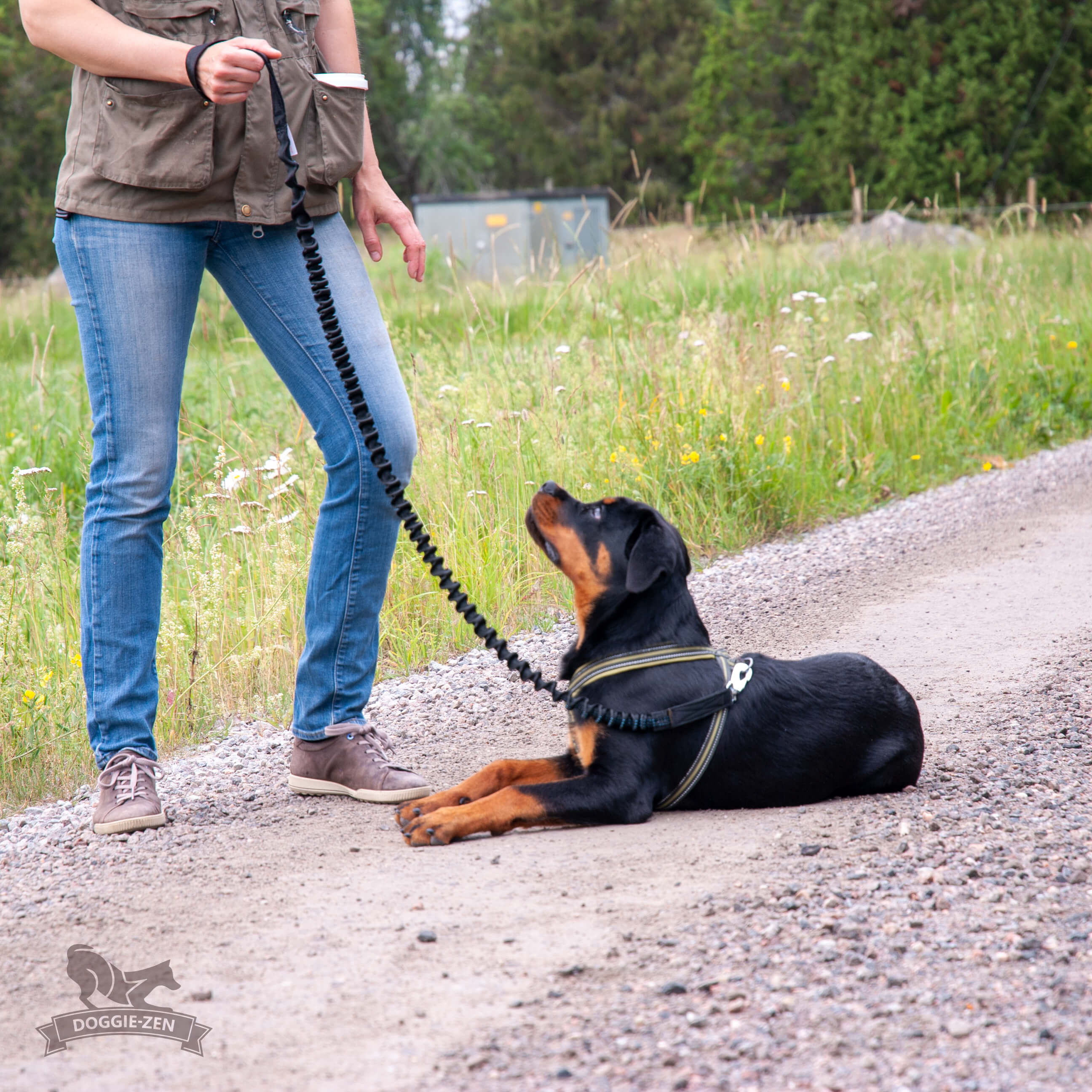 Full Bungee Leash 180 cm - 5