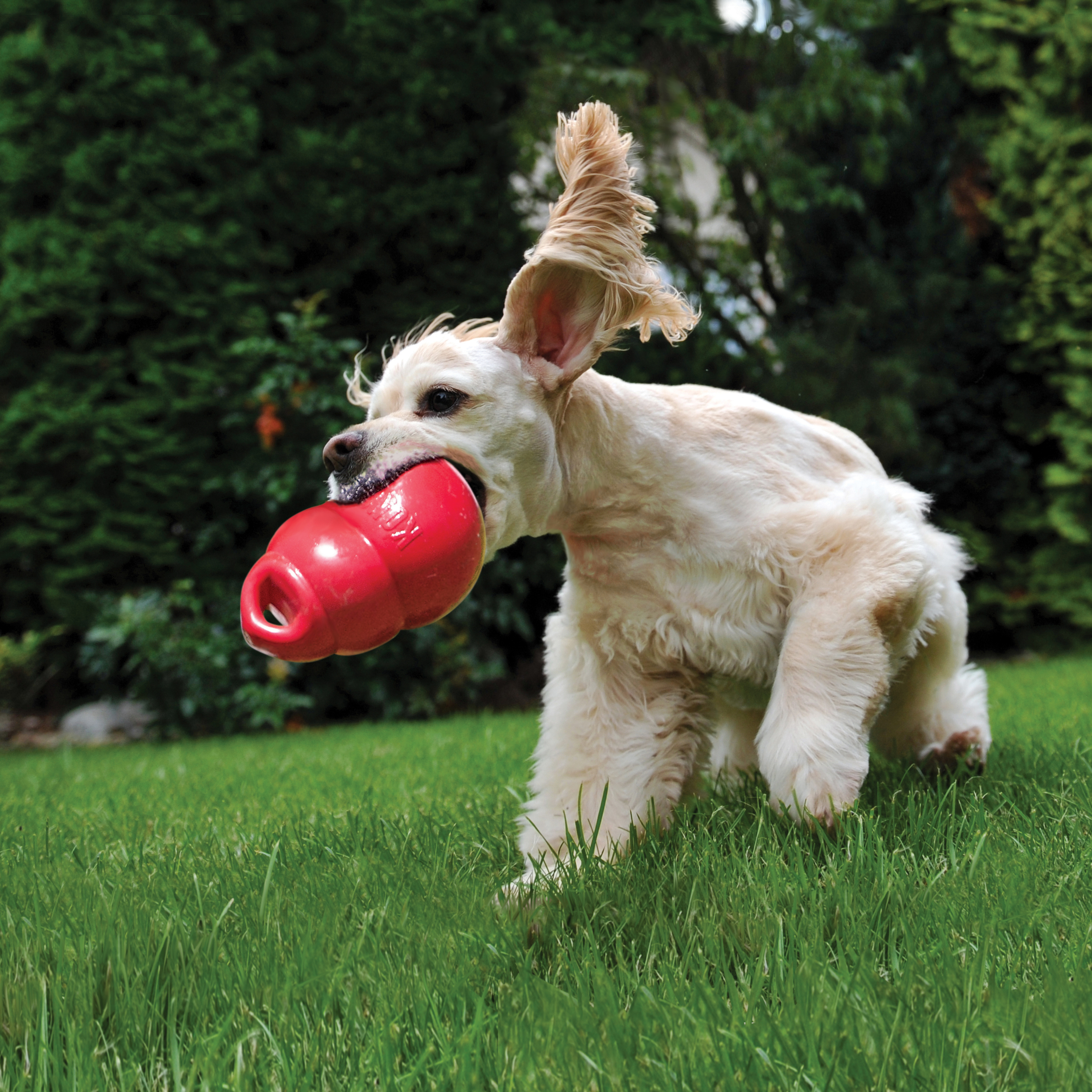 KONG Bounzer M - 2