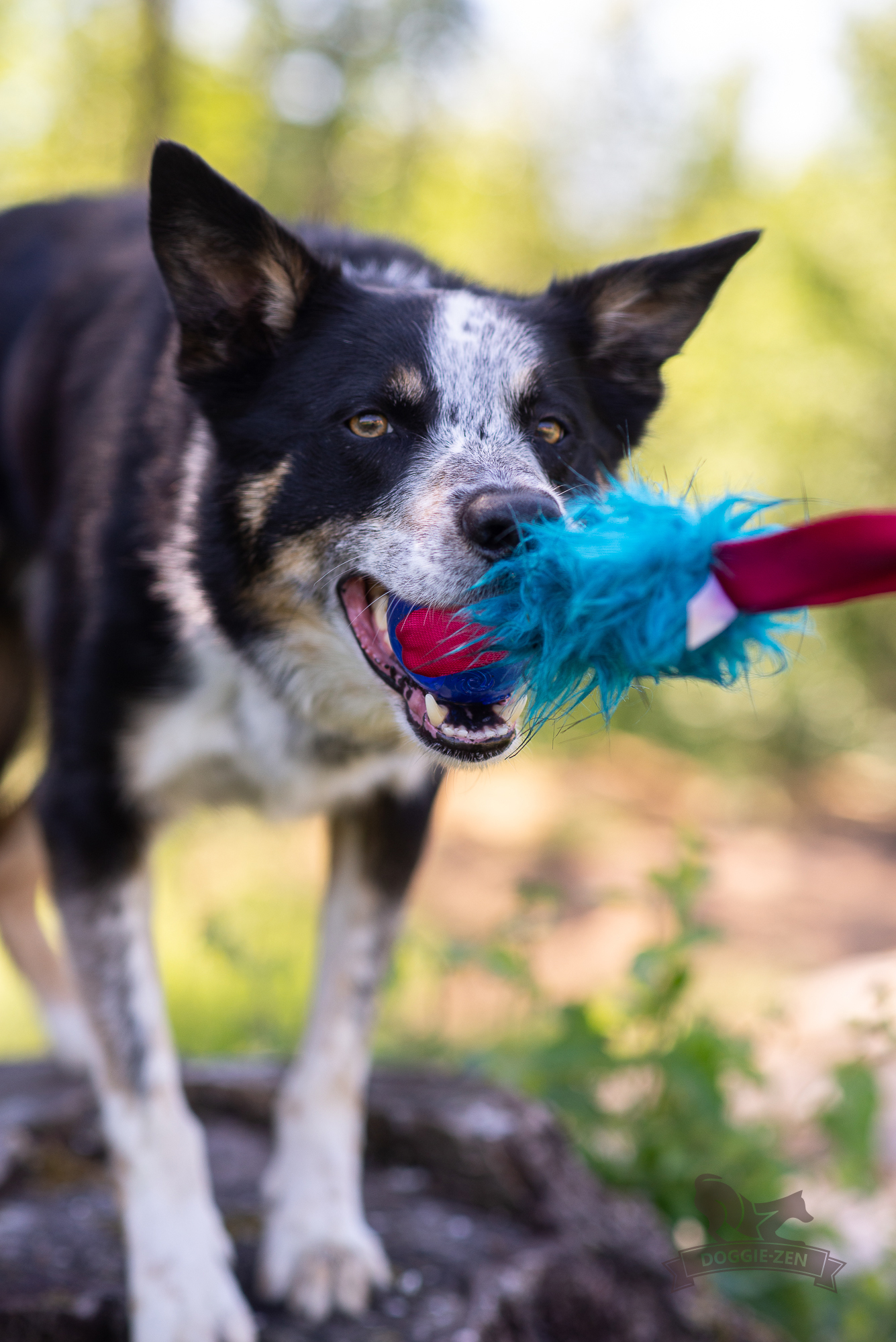 Fickkampis fuskpäls med KONG Squeezz pipboll - 3