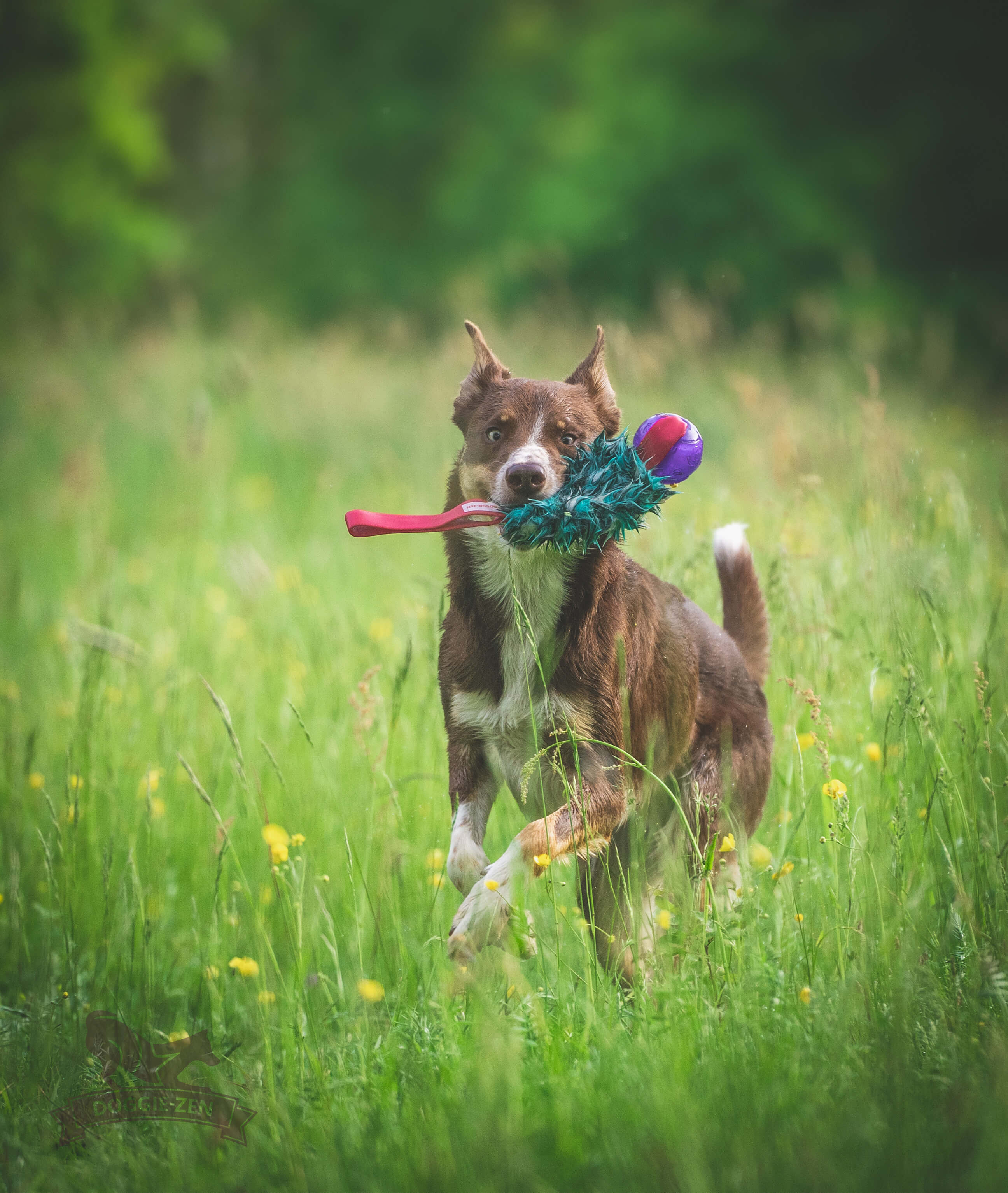 Pocket Treat Tug with KONG Squeezz Ball - 3