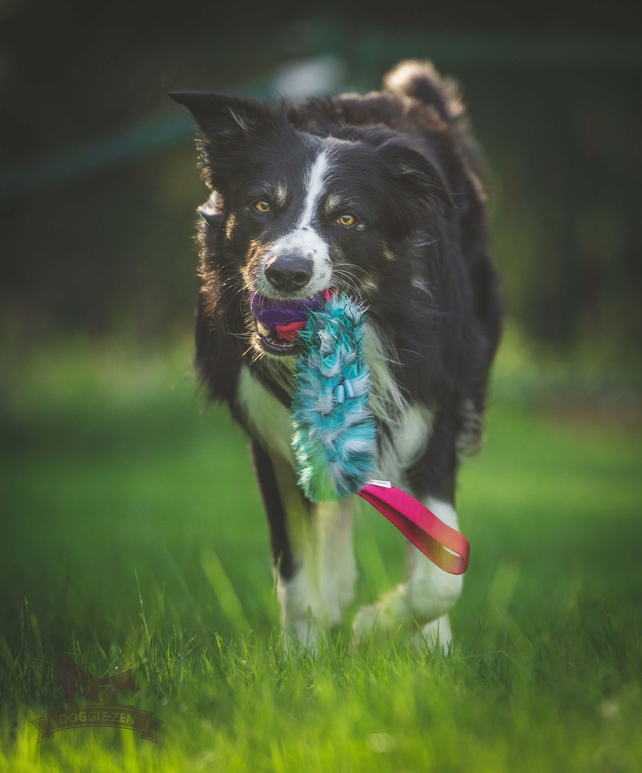 Pocket Treat Tug with KONG Squeezz Ball