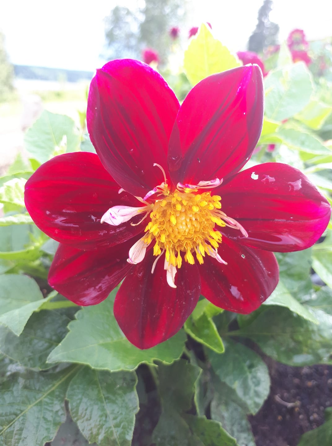 Dahlia Harlequin mixfärg 15 frö - 9