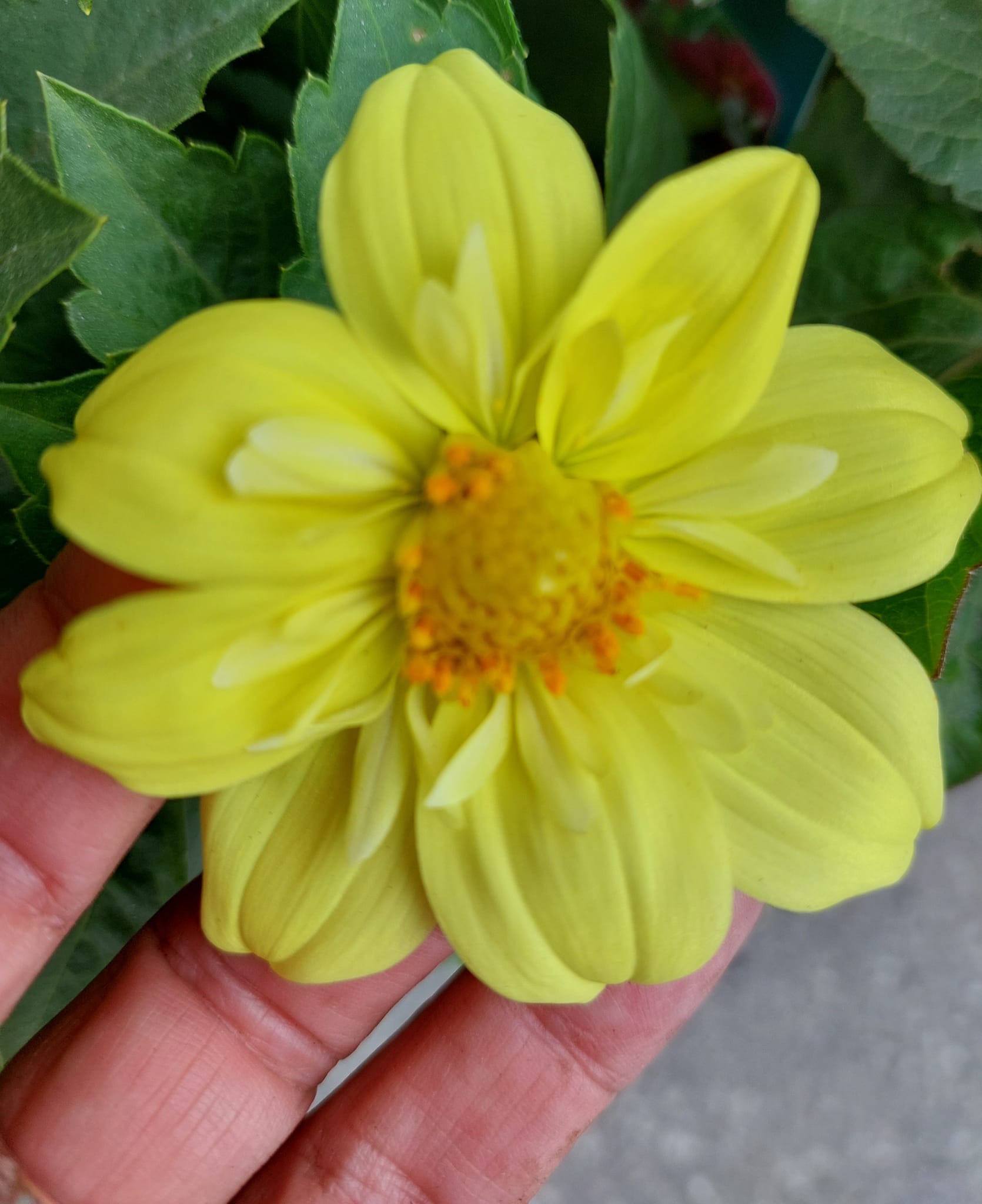 Dahlia Harlequin mixfärg 15 frö - 11
