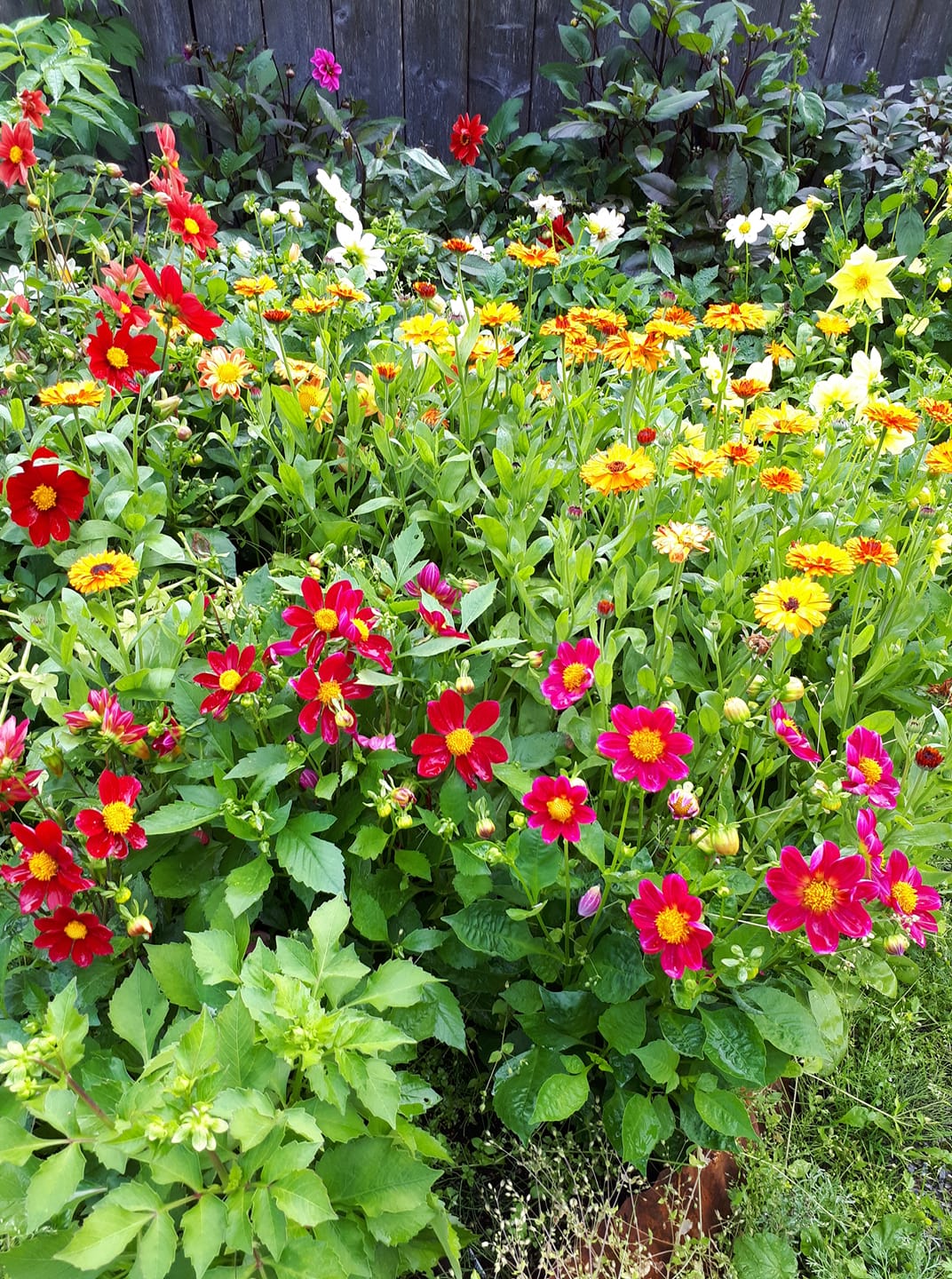Dahlia Harlequin mixfärg 15 frö - 5